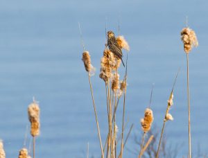 Location photography: a bird on a stalk at the side of a marsh