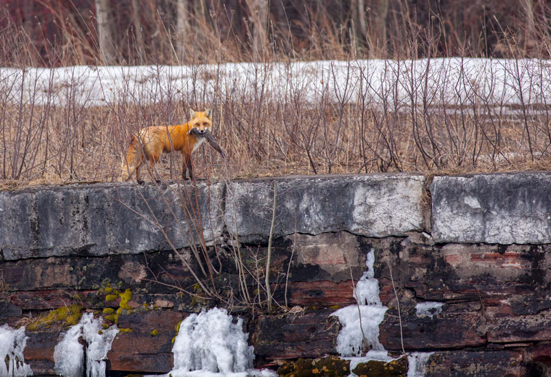 Environmental compliance testing helps protect habitat like that of this red fox, pictured with a squirrel in its mouth.