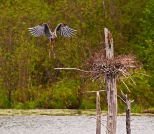 Location photography: a large bird approaches its nest on a dead tree.