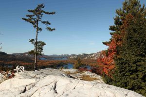 Jack pine in an Ontario landscape in the fall