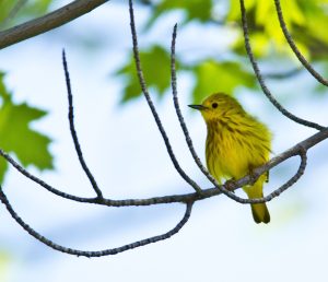 Location photography: a yellow bird on a branch